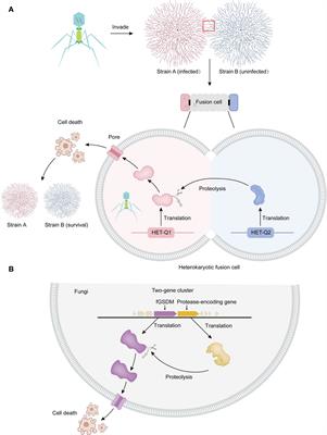 Evolutionary insights and functional diversity of gasdermin family proteins and homologs in microorganisms